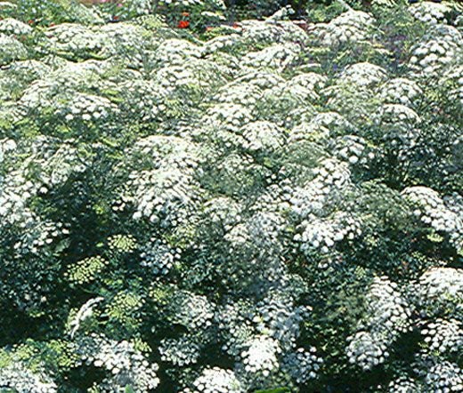 Ammi majus Bishops Flower seed x 20 ~ Border, Cut + Dried Flowers - AWARD WINNER Carousel 6