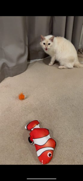 Nemo cat toy Carousel 2