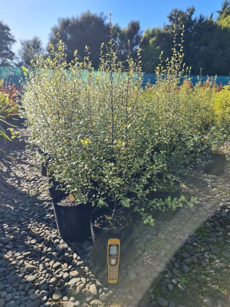 Pick your own Native Tree or Shrub large grade!!62934713491075111