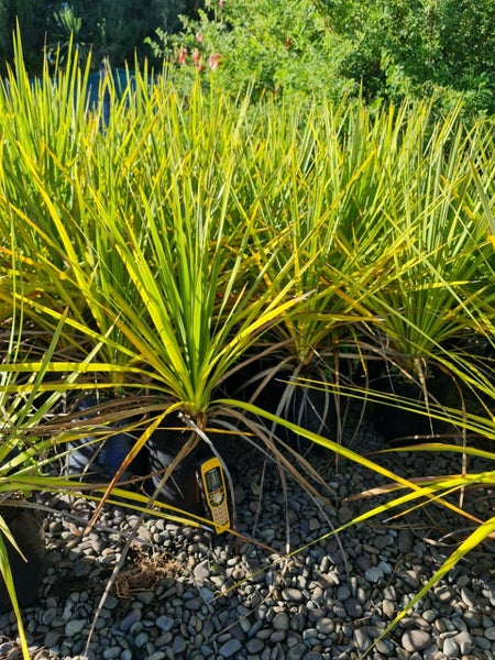 Pick your own Native Tree or Shrub large grade!!62934713491075113