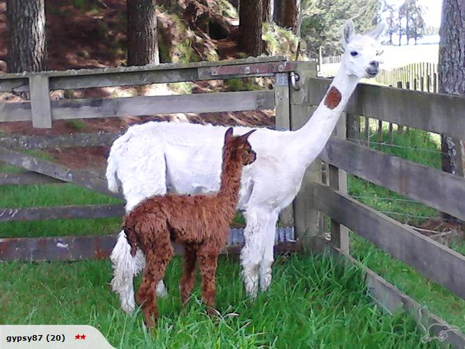 Alpacas for sale Carousel 9