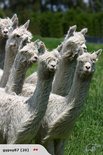 Alpacas for sale Carousel 2
