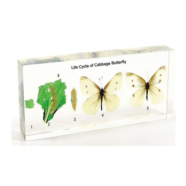 Taxidermy Awesome & Fascinating Life Cycle of " CABBAGE BUTTERFLY" Carousel 1