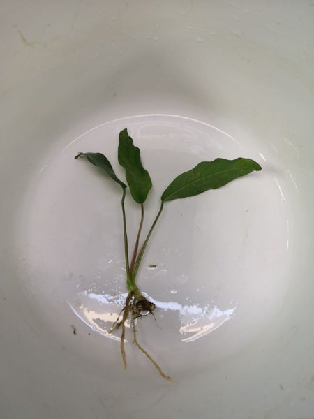 Fish Tank Plant - Anubias barteri var. glabra / minima S Carousel 1