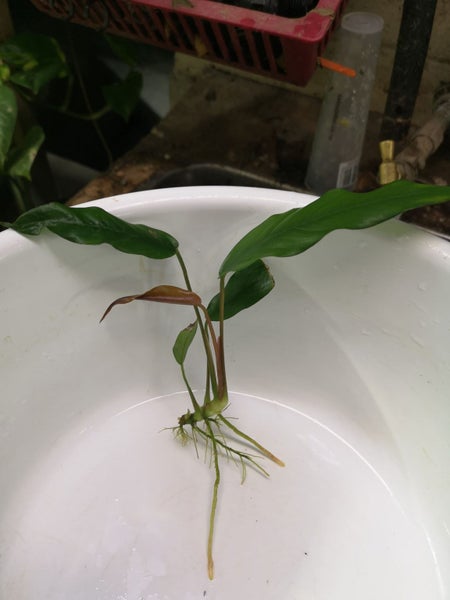 Fish Tank Plant - Anubias barteri var. glabra / minima S Carousel 2