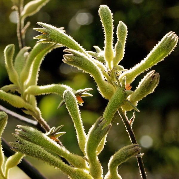 Anigozanthos Flavidus Green (Kangaroo Paw) seed Carousel 1