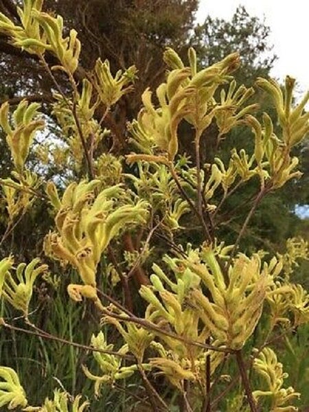 Anigozanthos Flavidus Green (Kangaroo Paw) seed Carousel 2