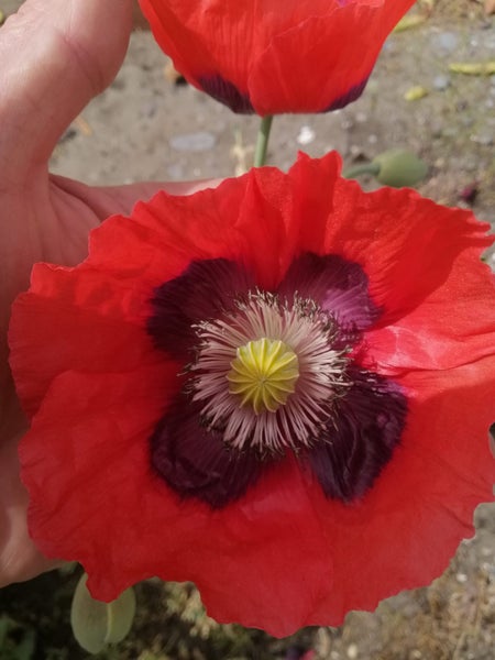 2g Opium Poppy seeds. Papaver somniferum. Carousel 1
