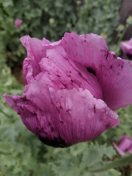2g Opium Poppy seeds. Papaver somniferum. Carousel 2