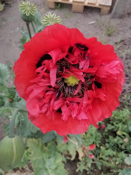 2g Opium Poppy seeds. Papaver somniferum. Carousel 11