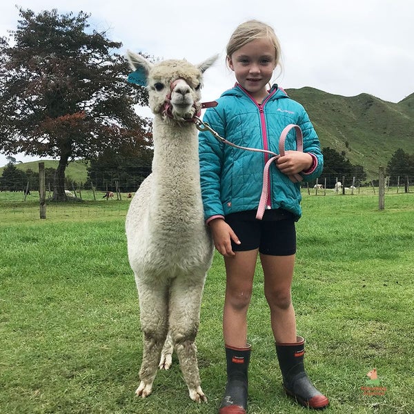 Pet Alpacas for Sale Carousel 1