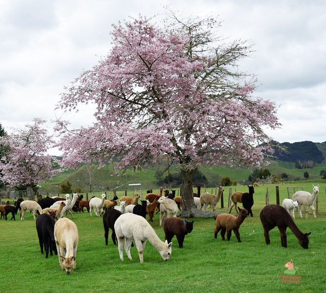 Pet Alpacas for Sale Carousel 11
