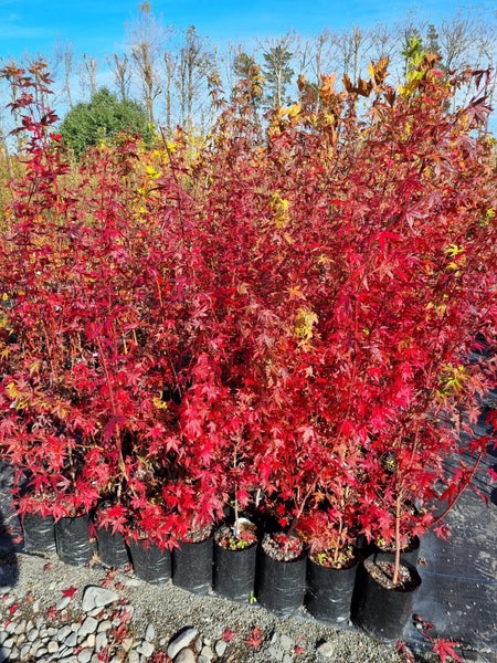 Acer palmatum - Japanese Maple Carousel 1