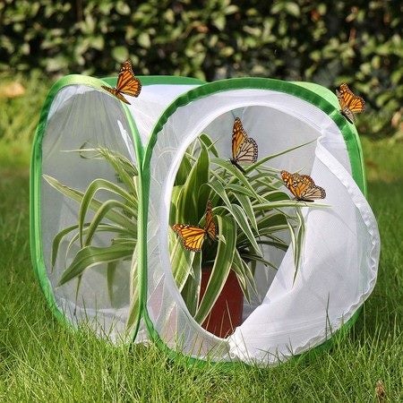 Insect and Butterfly Habitat Cage Terrarium Pop-up (Green,12 X 12 X 12 Inches) Carousel 1