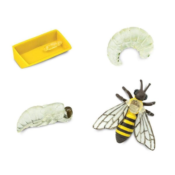 Safari Ltd Life Cycle of a Honey Bee Carousel 2