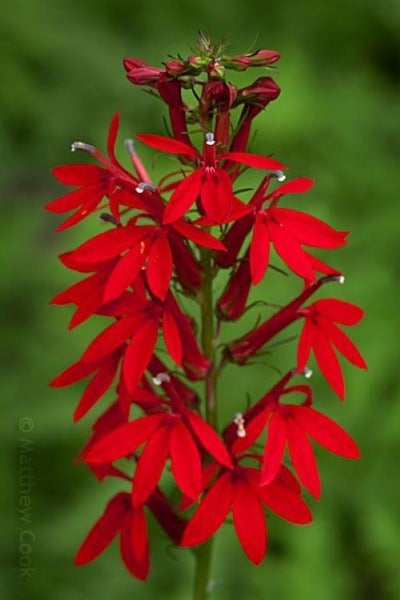 Lobelia Cardinalis seed - Award Winner Carousel 1