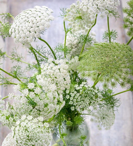 Ammi majus Bishops Flower seed x 20 ~ Border, Cut + Dried Flowers - AWARD WINNER Carousel 1