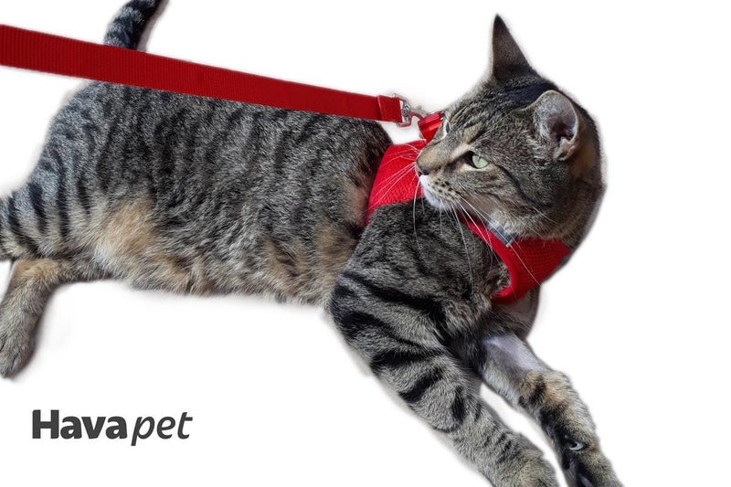 Cat Harness with Vest - Red Carousel 7