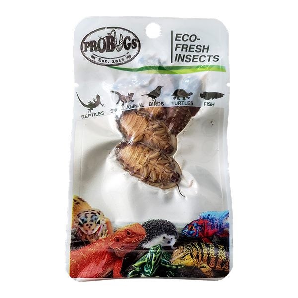 DUBIA COCKROACH - Probugs Rat Carousel 1