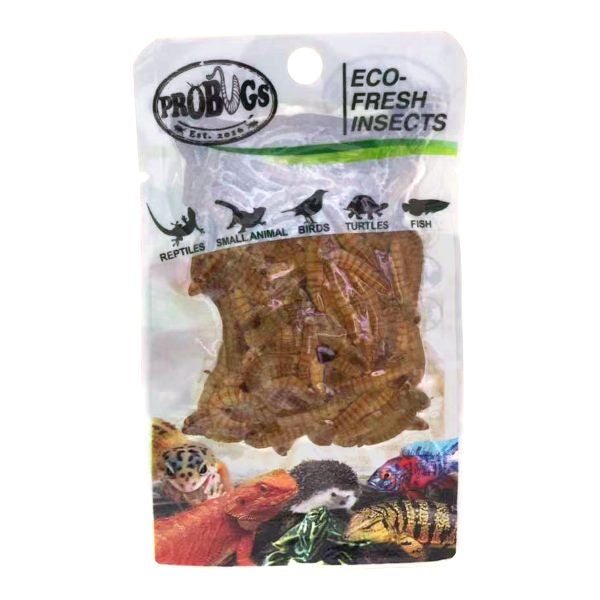Mealworms - Probugs Rat Carousel 1