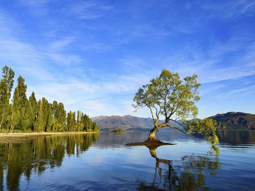 Rokit Wall Art. Wanaka Summertime. Lake and tree Carousel 2