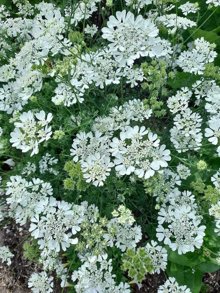 Orlaya "White Lace" seed ~ Borders, Containers, Cut + Dried Flowers *HEIRLOOM* Carousel 4