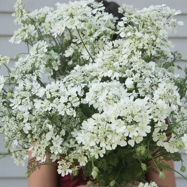 Orlaya "White Lace" seed ~ Borders, Containers, Cut + Dried Flowers *HEIRLOOM* Carousel 1
