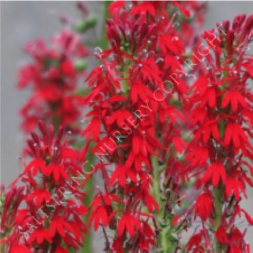 Lobelia Cardinalis seed - Award Winner Carousel 2