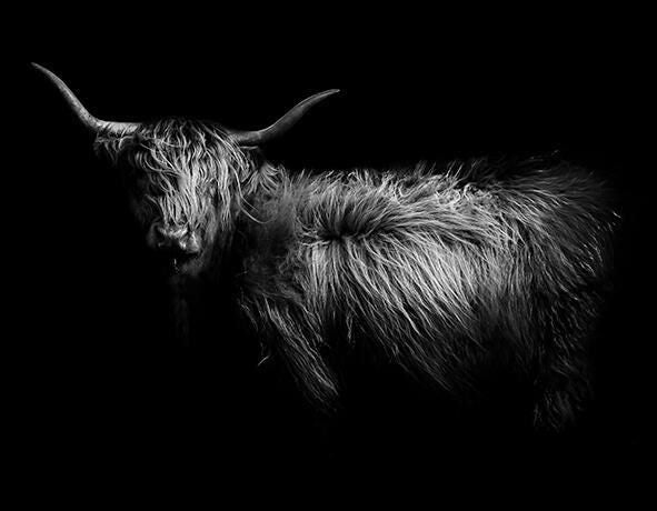 Canvas Print - Monochrome Bovine Side Portrait – 90x70cm Carousel 1