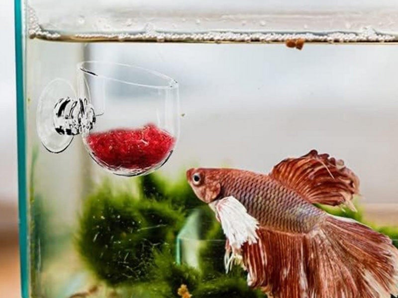 6Pcs Aquarium Red Worm Fish Feeder Acrylic Aquatic Plant Cups with Suction Cups Carousel 1