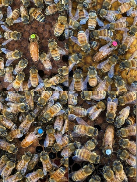 F1 Ligustica Queen Bees Carousel 1