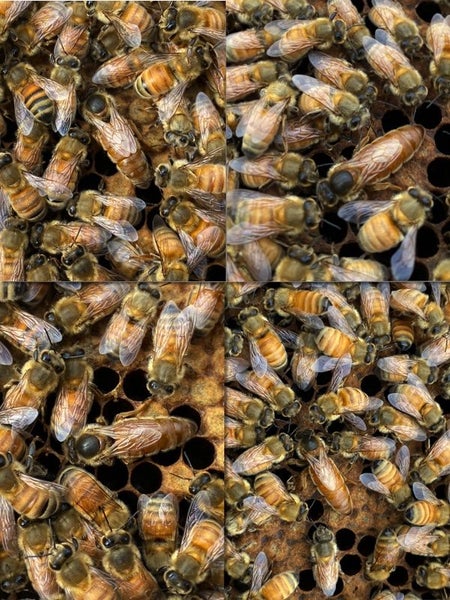 F1 Ligustica Queen Bees Carousel 2