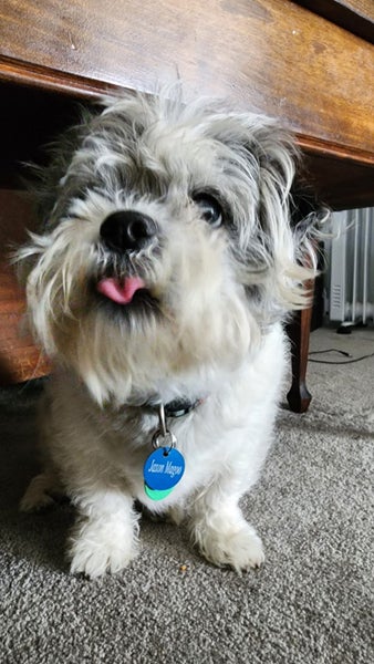 FORD RANGER RAPTOR CONSTRUCTION KIT | NEXT GEN / RA ~ JaXon Magoo Carousel 2