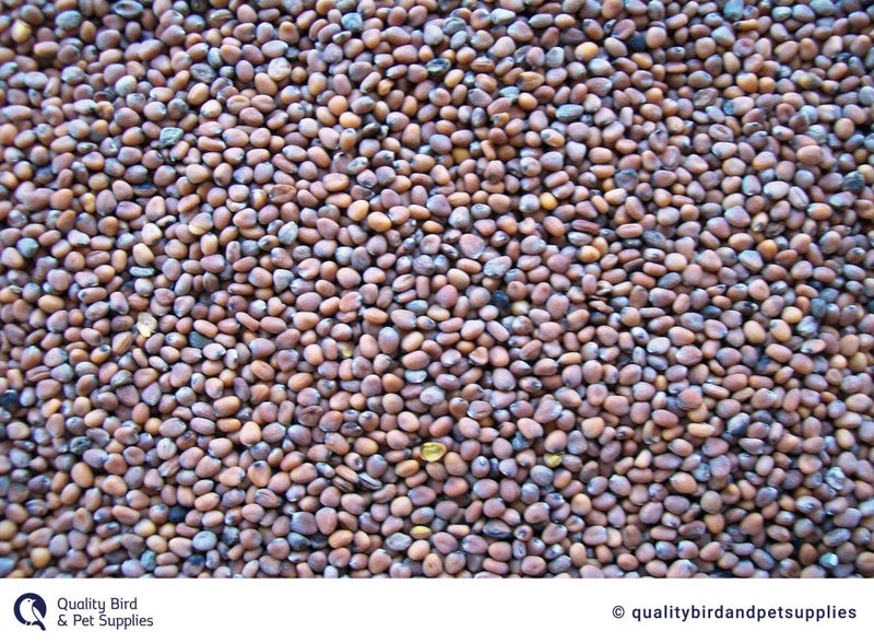 Radish Seed- Topflite Carousel 1