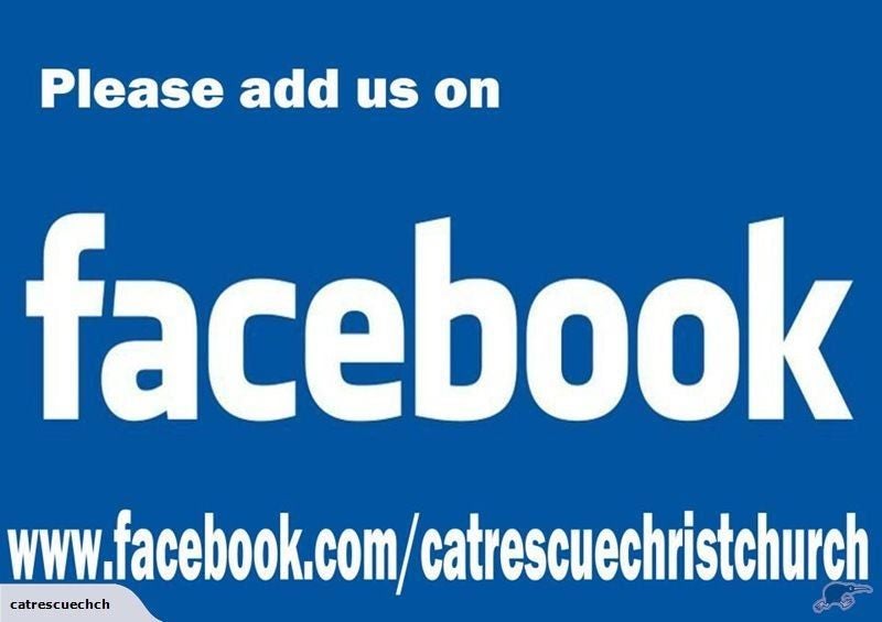 CAT RESCUE CHCH - Ready For Adoption Fig Carousel 10