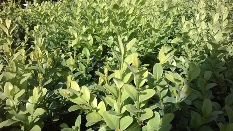 Buxus Green Gem Carousel 1