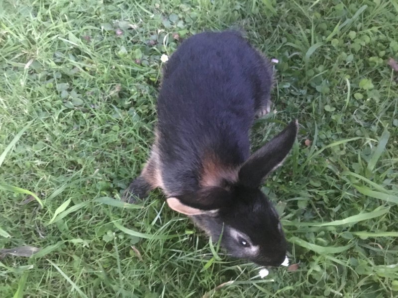 Tan Rabbits Carousel 5