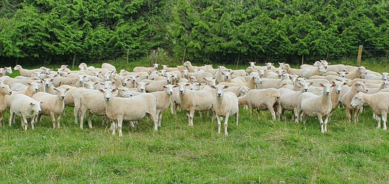 Wiltshire ewe lambs & ewes Carousel 2