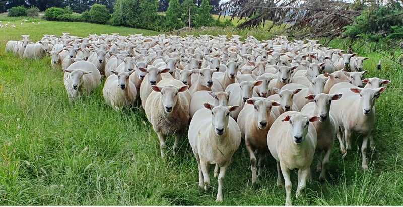 Wiltshire ewe lambs & ewes Carousel 1