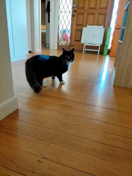 Lost cat - Torbay Carousel 2