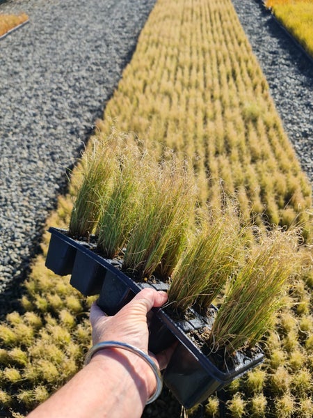 New season Grasses/tussocks x100 $2.50 each!!62995406455043111