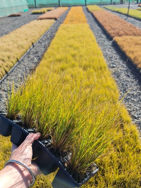 New season Grasses/tussocks x100 $2.50 each!!62995406455043114