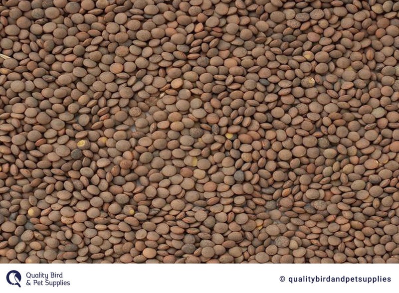 Lentils Carousel 1