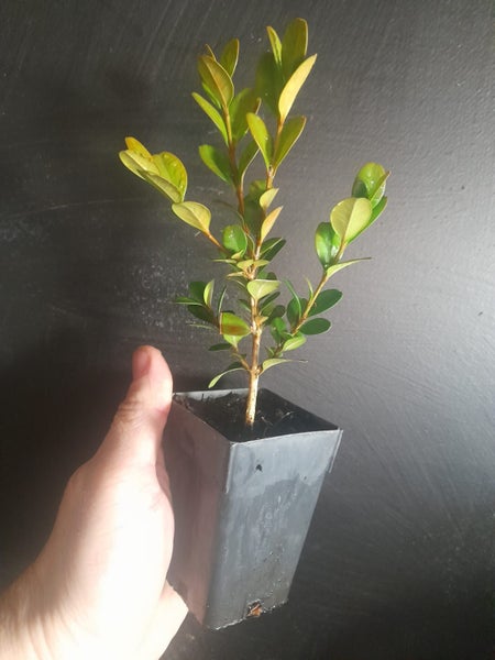 Buxus Green Gem Carousel 2