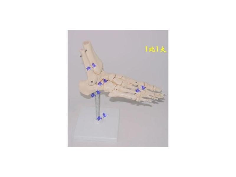 1X Medical Science Bone Joint Model Foot Joints Skeleton Model Applicable Age Carousel 1