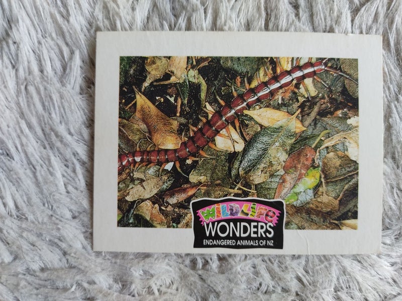 Sanitarium Wildlife Wonders Cards Carousel 3