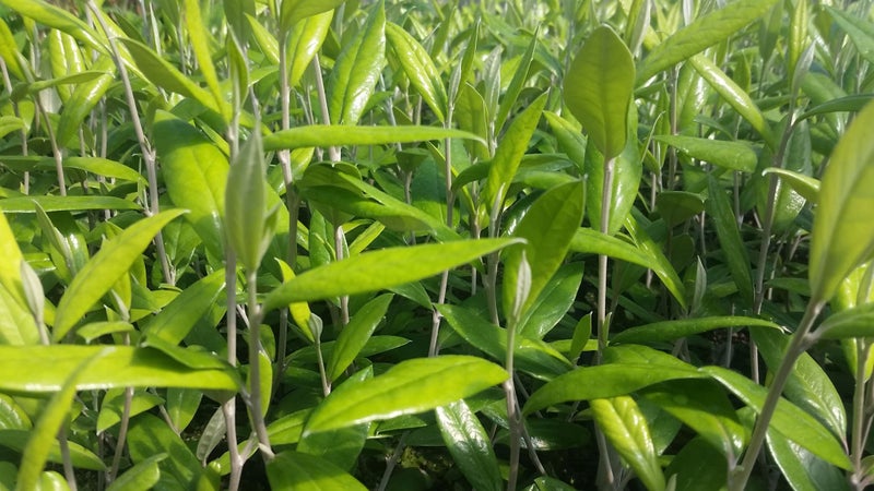 Corokia Geenty's Giant Carousel 1
