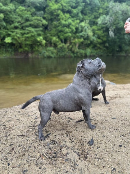 Staffordshire bull hot sale terrier stud