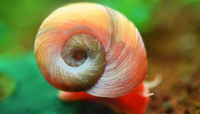 Ramshorn Snail tropical freshwater snail [40 available] Carousel 1