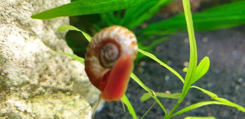 Ramshorn Snail tropical freshwater snail [40 available] Carousel 5